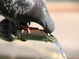 Rainer Hanemann "Vogeltränke"